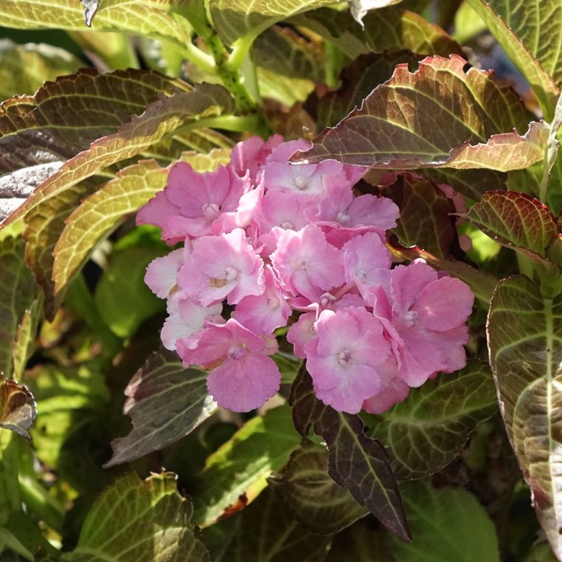 Hydrangea macrophylla Benthe - Mophead Hydrangea (Flowering)