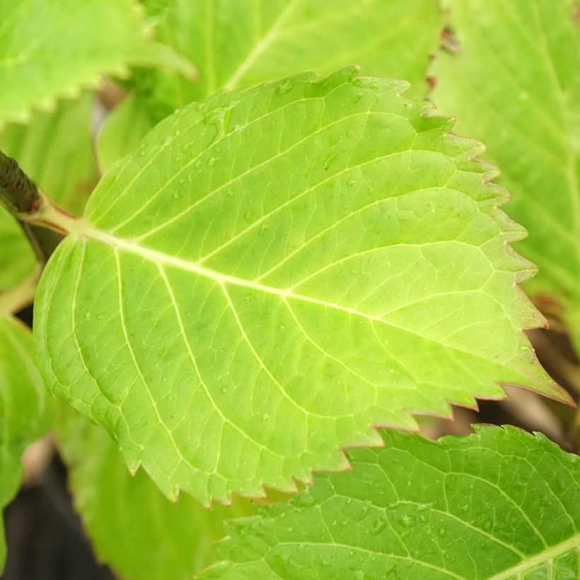 Hydrangea macrophylla Black Steel Purple (Foliage)