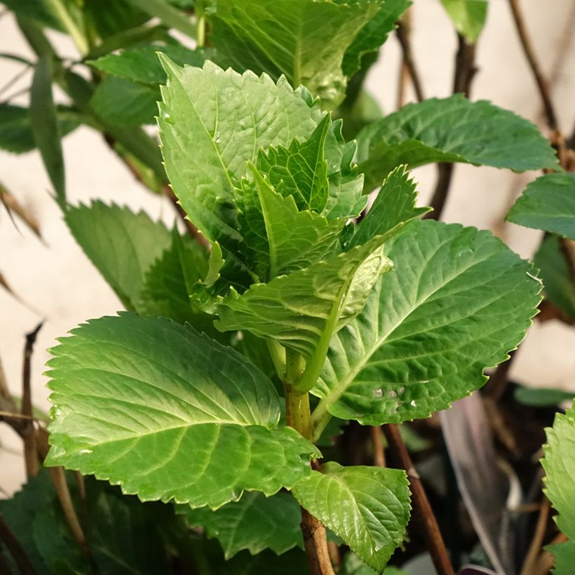 Hydrangea macrophylla Black Steel Purple (Foliage)