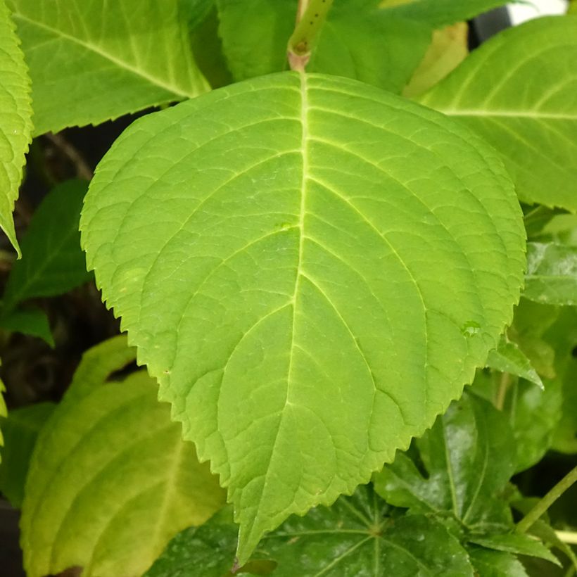 Hydrangea macrophylla Bouquet Rose (Foliage)