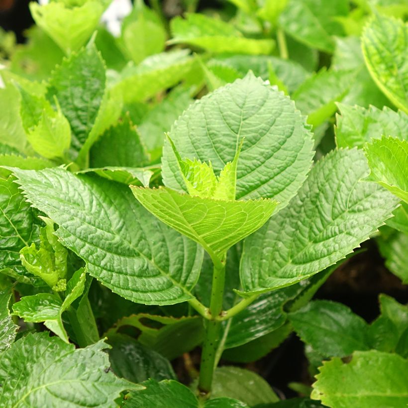 Hydrangea macrophylla Buchfink (Foliage)