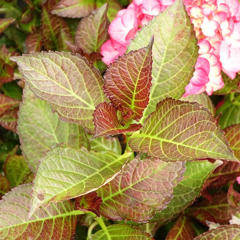 Hydrangea macrophylla Black Diamonds Dark Angel (Foliage)