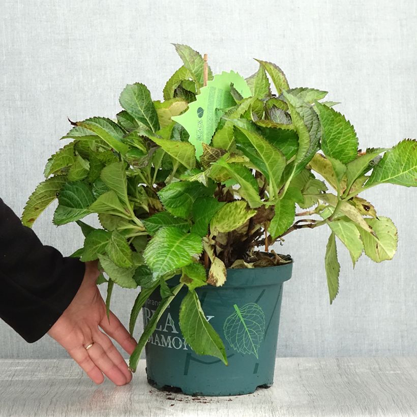 Hydrangea macrophylla Dark Angel Purple 4L/5L pot sample as delivered in autumn