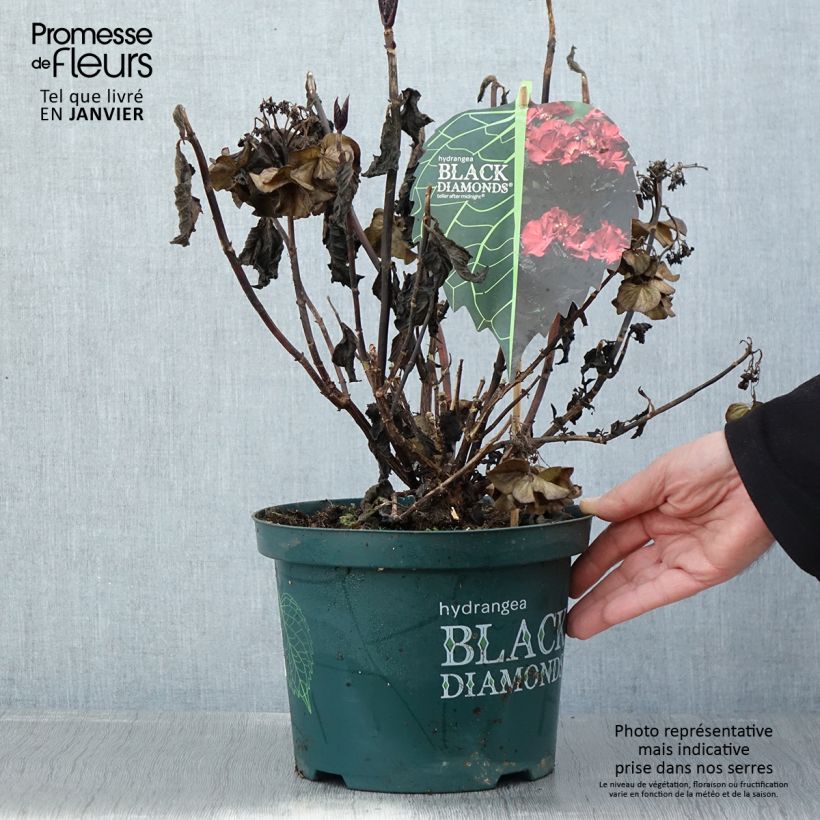 Hortensia - Hydrangea macrophylla Dark Angel Purple (Black Diamonds) Pot de 5L sample as delivered in winter