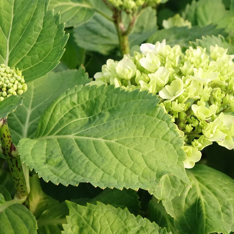Hydrangea macrophylla Early Blue (Foliage)
