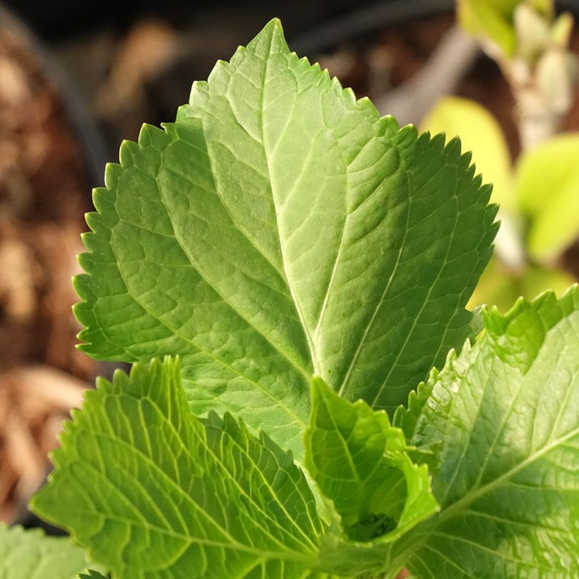 Hydrangea macrophylla Early Blue (Foliage)