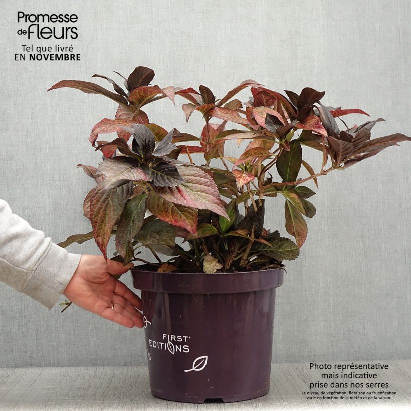 Hortensia - Hydrangea macrophylla Eclipse - Pot de 3L/4L sample as delivered in autumn