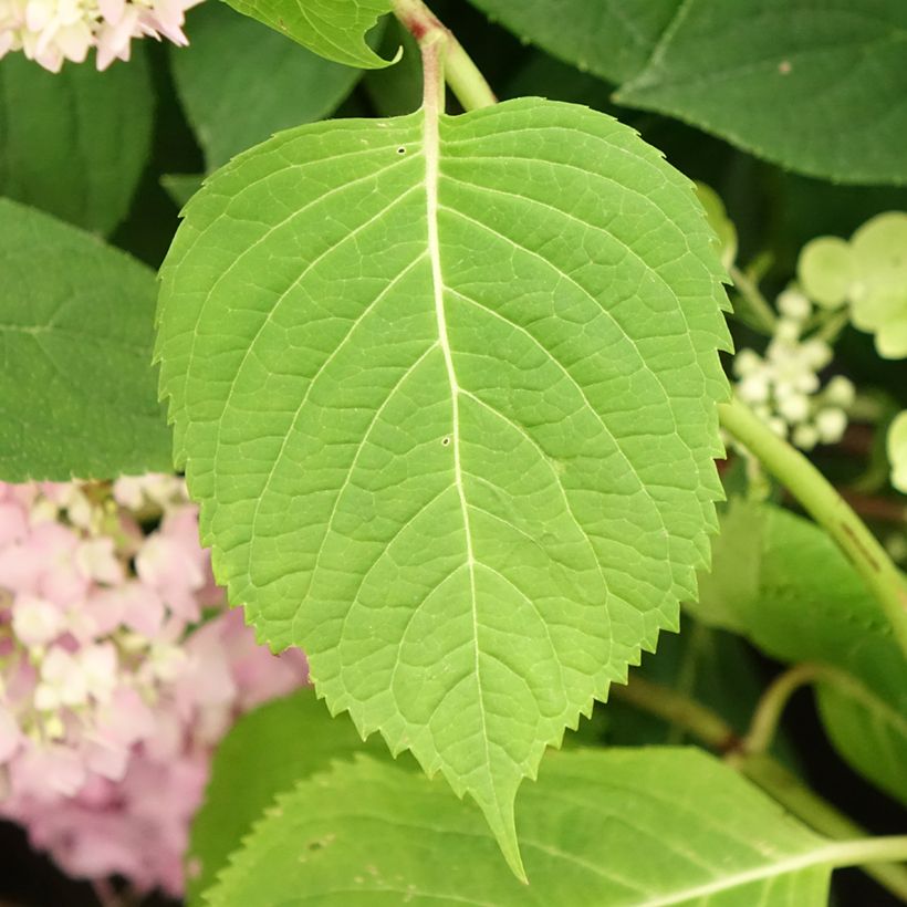 Hydrangea  macrophylla Endless Summer The Original Blue (Foliage)