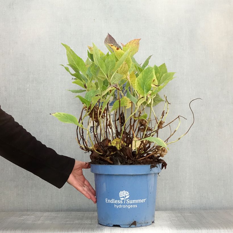 Hydrangea  macrophylla Endless Summer The Original Blue 4L/5L pot sample as delivered in autumn