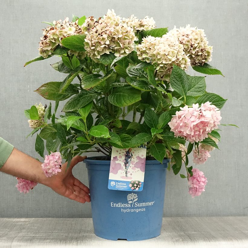 Hydrangea macrophylla Endless Summer The Original Pink 7.5L/10L pot sample as delivered in summer