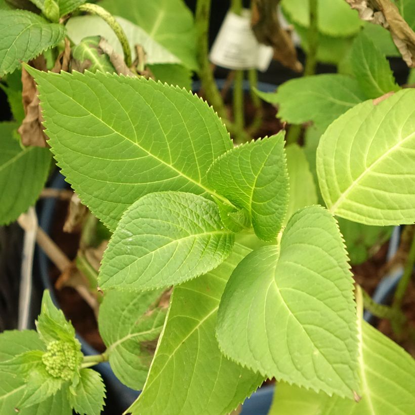 Hydrangea macrophylla Endless Summer The Original Pink (Foliage)