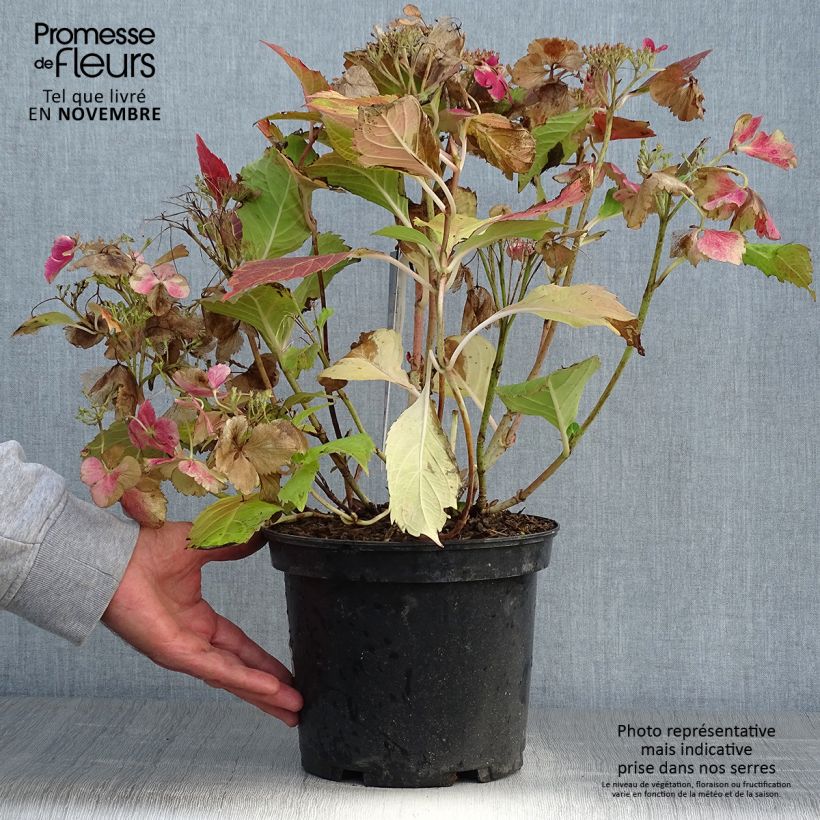 Hortensia - Hydrangea macrophylla French Cancan Pot de 4L/5L sample as delivered in autumn