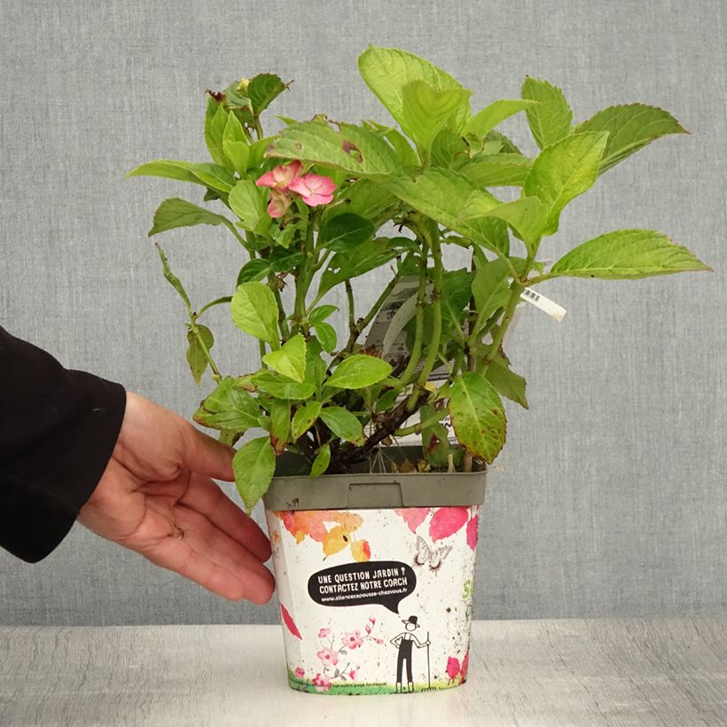 Hydrangea macrophylla Freudenstein D 2L/3L potShipped height around 20cm sample as delivered in summer