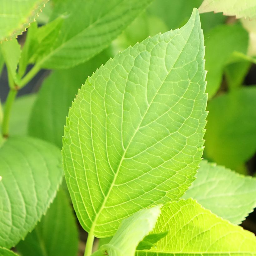 Hydrangea macrophylla Glowing Ambers (Foliage)