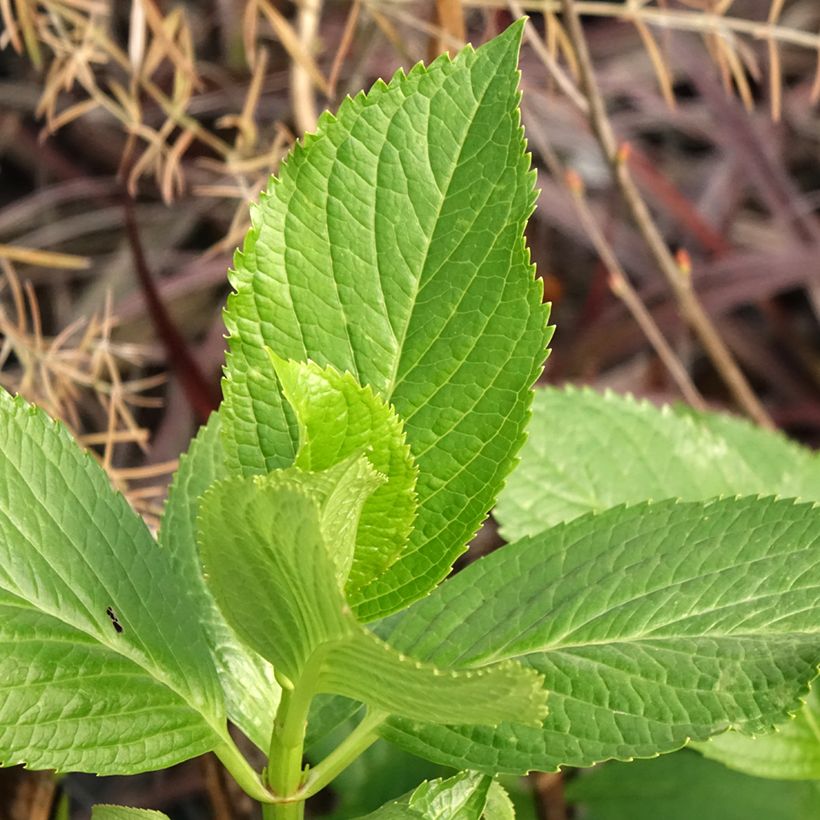 Hydrangea macrophylla Glowing Ambers (Foliage)