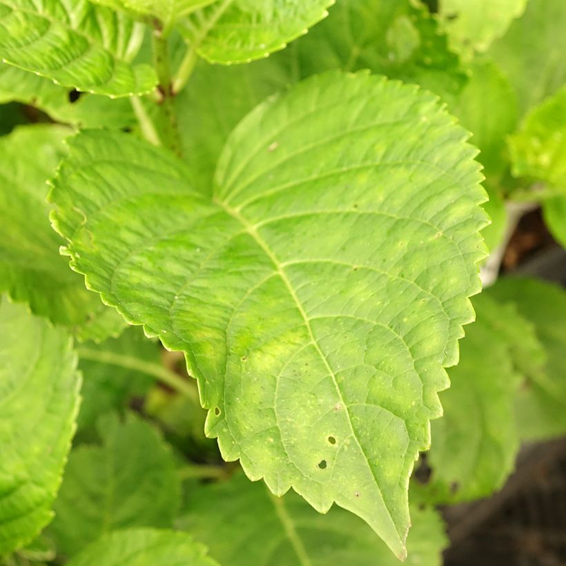 Hydrangea macrophylla Green (Foliage)