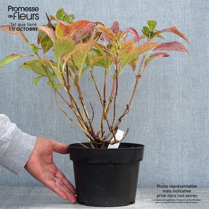 Hortensia - Hydrangea macrophylla Green Shadow en pot de 2/3L Pot de 2L/3L sample as delivered in autumn