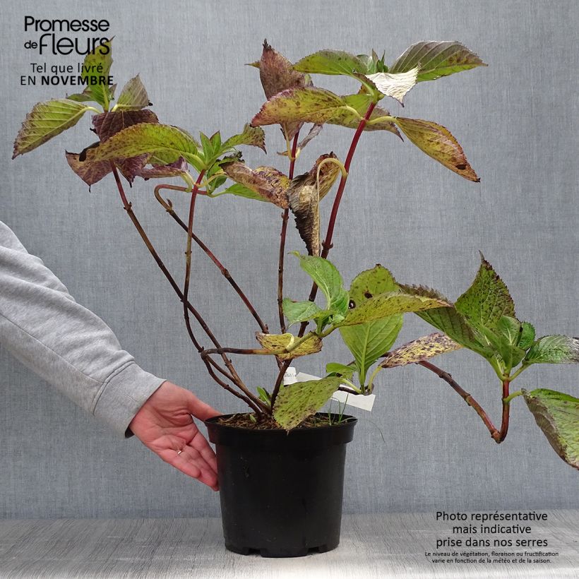 Hydrangea macrophylla Hovaria Hopcorn 4L/5L pot sample as delivered in autumn