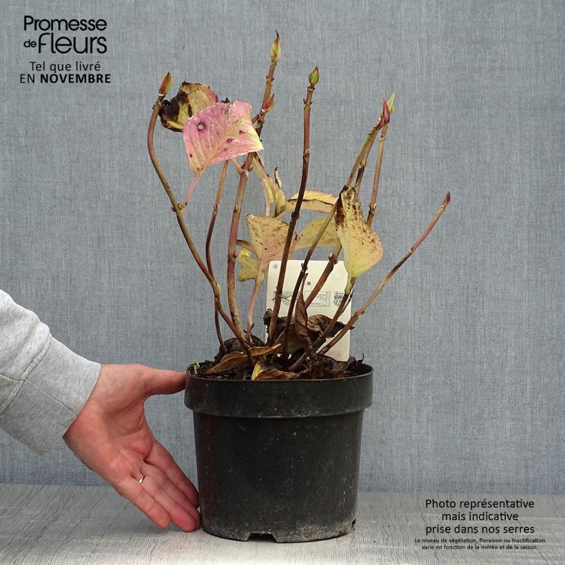 Hydrangea macrophylla Teller Kardinal 2L/3L pot sample as delivered in autumn