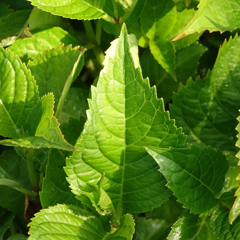 Hydrangea macrophylla Teller Kardinal (Foliage)