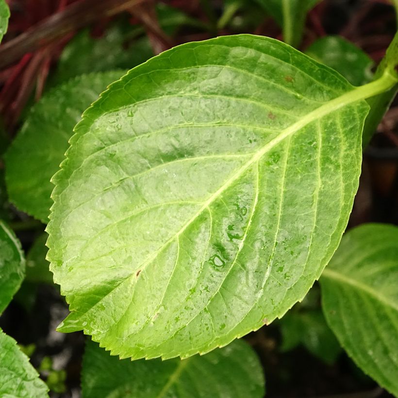 Hydrangea macrophylla Kazan (Foliage)