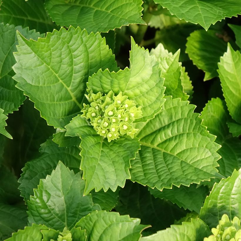 Hydrangea macrophylla Lady Mata Hari (Foliage)