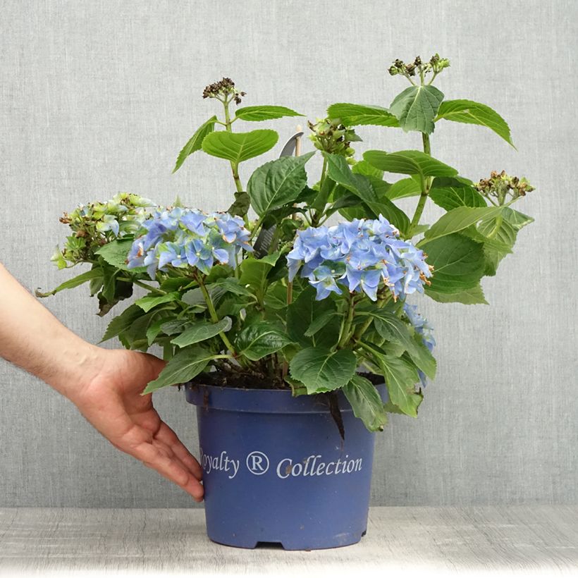 Hortensia - Hydrangea macrophylla Lady Mata Hari - Pot de 4L/5L sample as delivered in spring