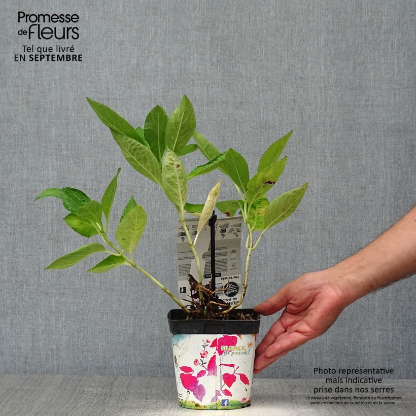 Hydrangea macrophylla Libelle 2L/3L pot sample as delivered in autumn