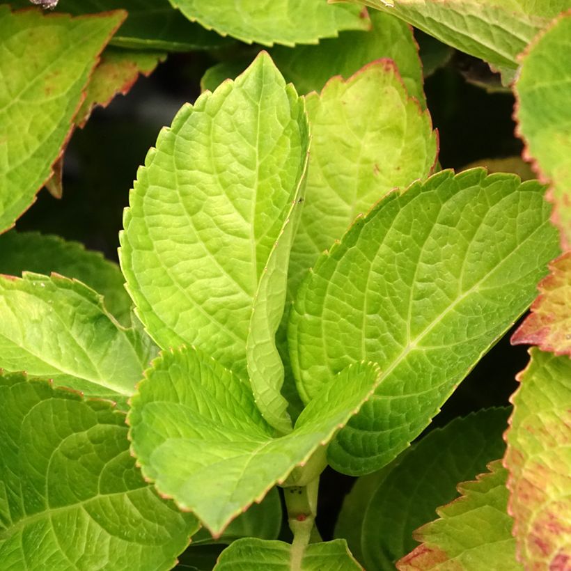 Hydrangea macrophylla Magical Coral (Foliage)