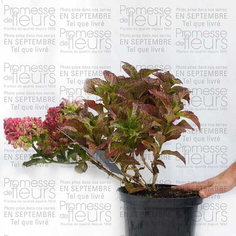 Example of Hortensia - Hydrangea macrophylla Magical Jade Pot de 2L/3L specimen as delivered