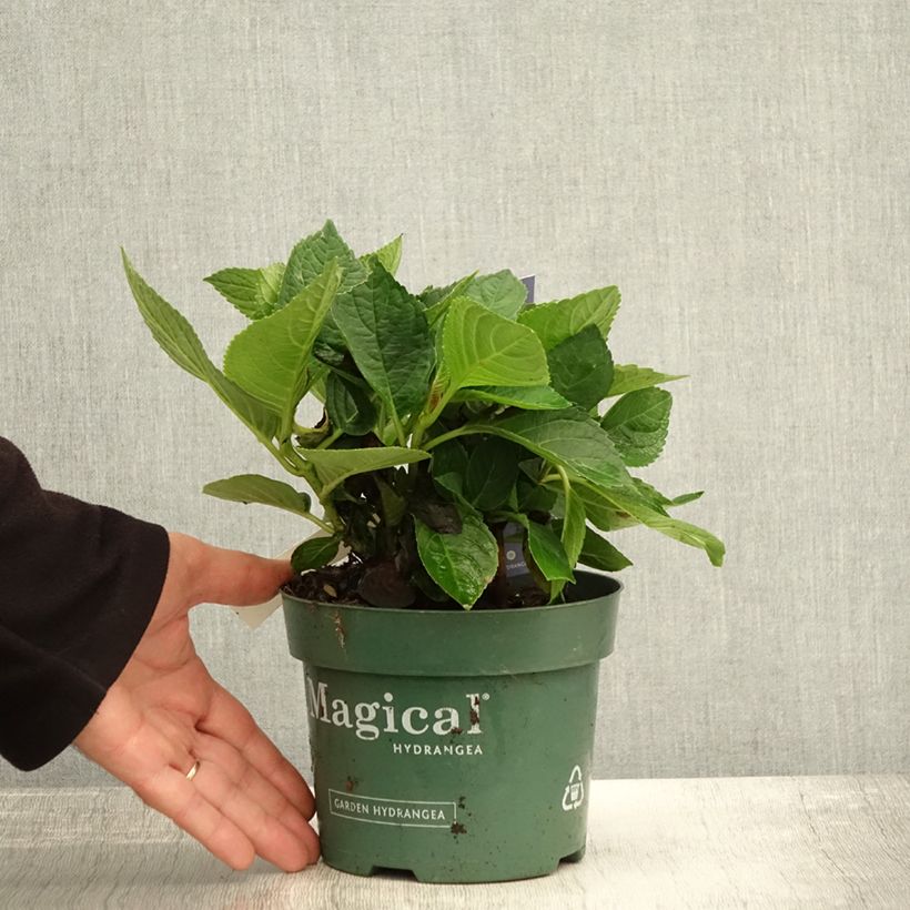 Hortensia - Hydrangea macrophylla Magical Revolution Bleu Pot de 1,5L/2L sample as delivered in autumn