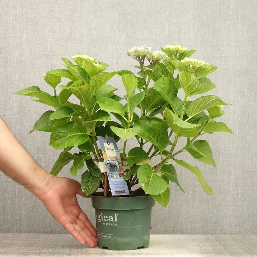 Hydrangea macrophylla Magical Revolution Blue 1.5L/2L pot sample as delivered in summer