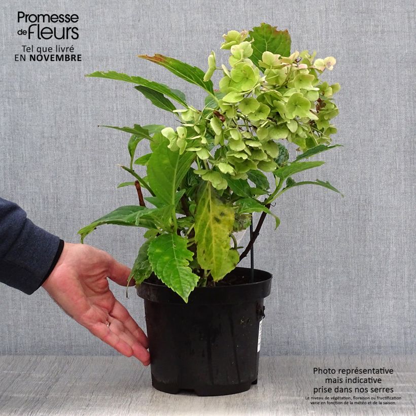 Hortensia - Hydrangea macrophylla Messalina Pot de 2L/3L sample as delivered in autumn