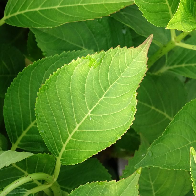 Hydrangea macrophylla Teller Messalina (Foliage)