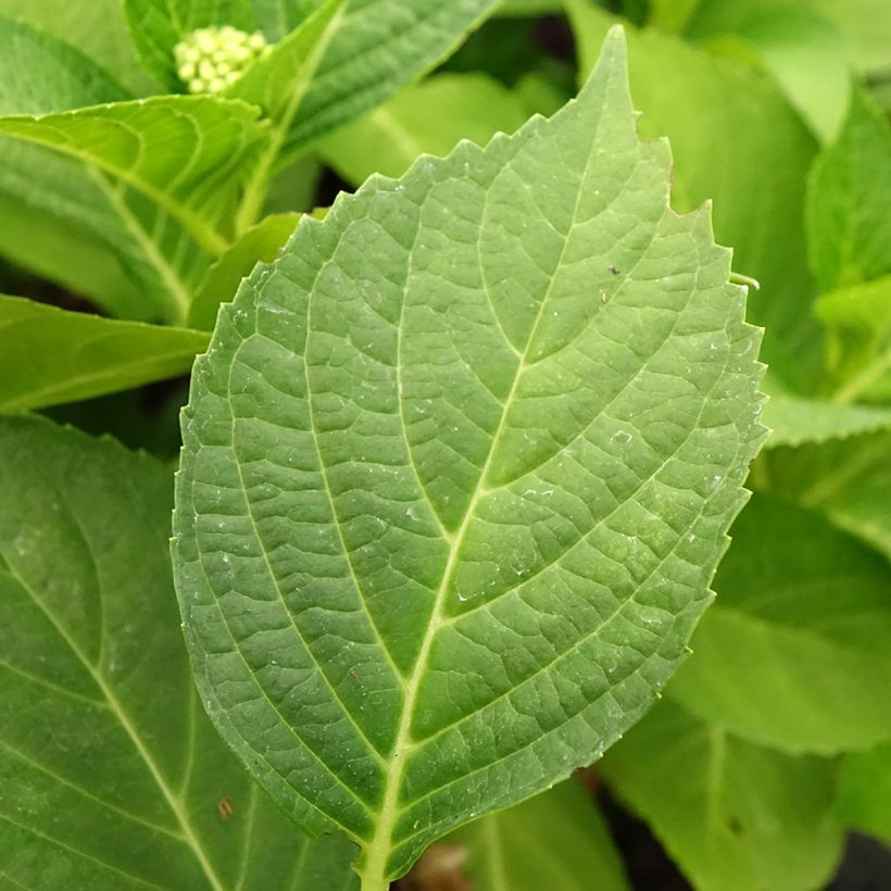 Hydrangea macrophylla Pink Pop (Foliage)