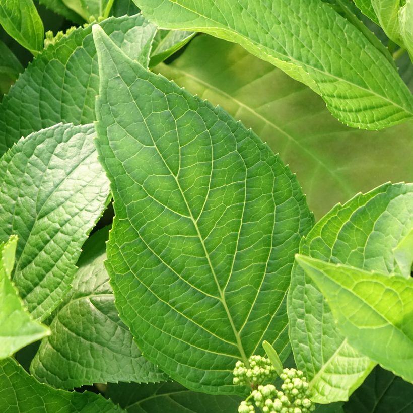 Hydrangea macrophylla Princess Diana (Foliage)