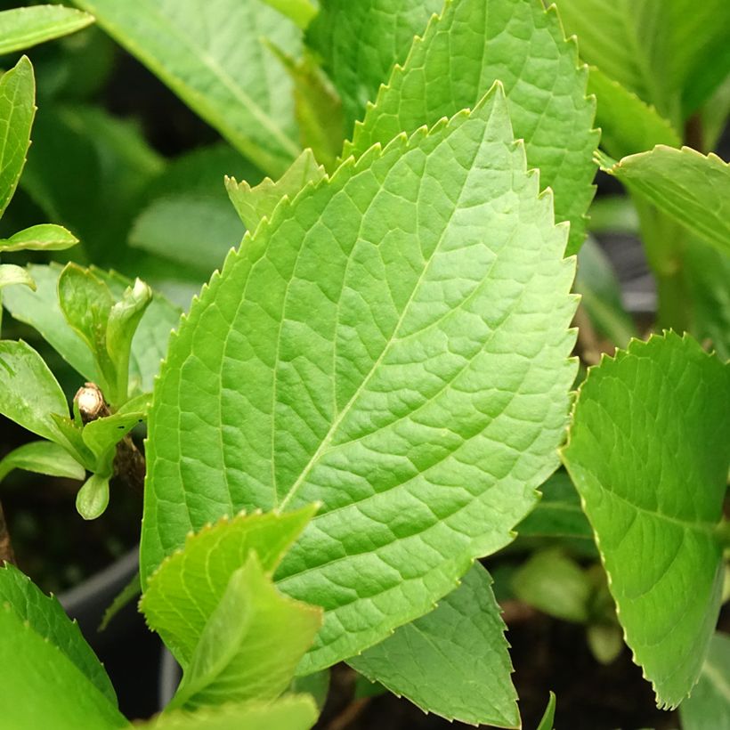 Hydrangea macrophylla Princess Diana (Foliage)