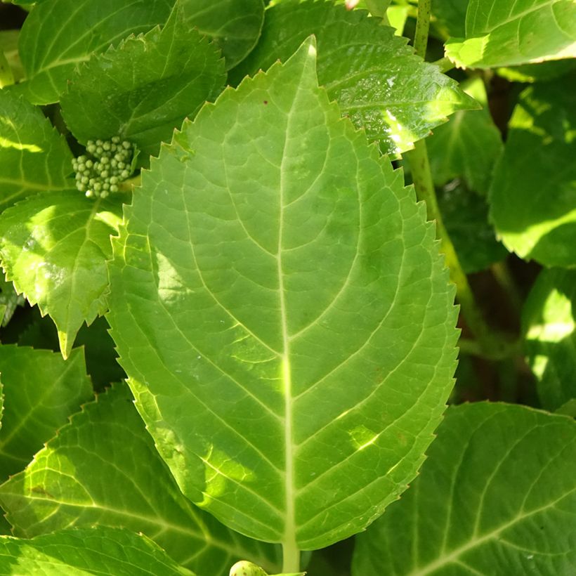 Hydrangea macrophylla Rahic (Foliage)