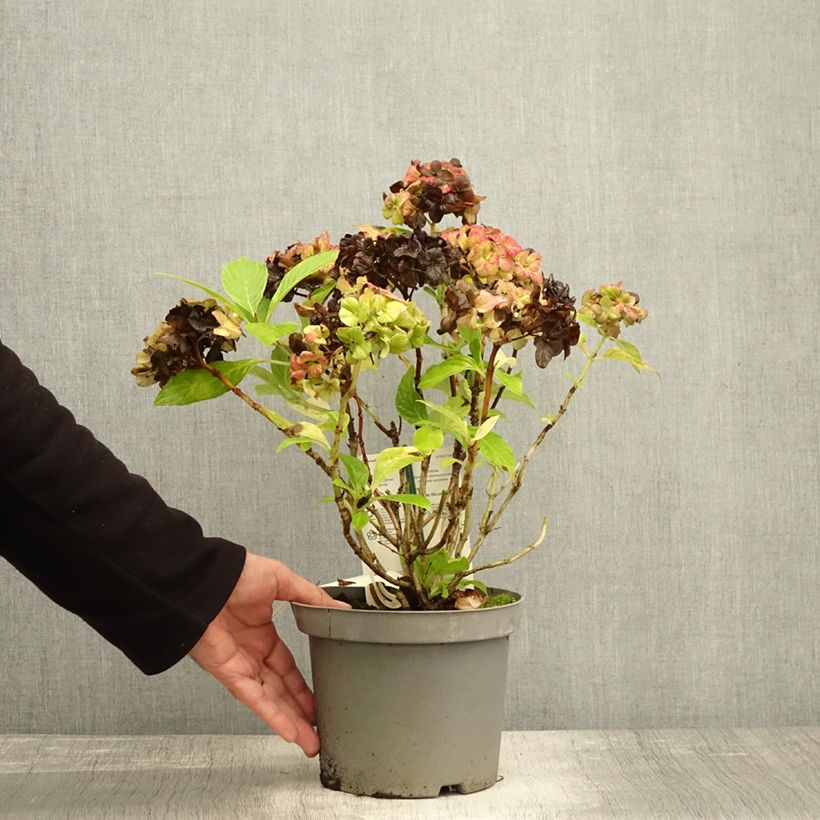 Hydrangea macrophylla Schloss Wackerbarth 3L/4L pot sample as delivered in autumn