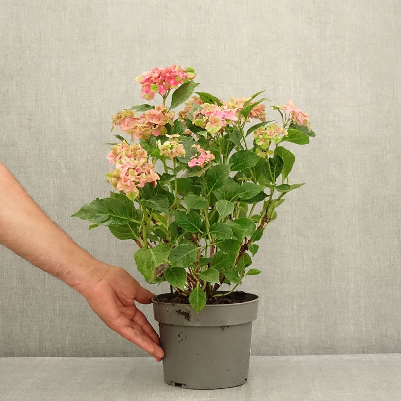 Hydrangea macrophylla Schloss Wackerbarth 3L/4L pot sample as delivered in summer