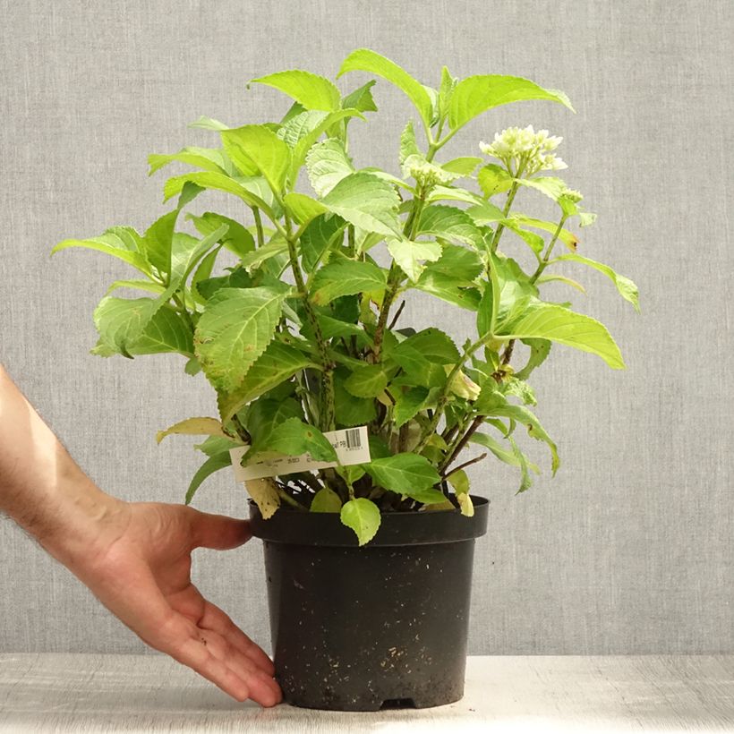 Hydrangea macrophylla Schneeball 2L/3L pot sample as delivered in summer