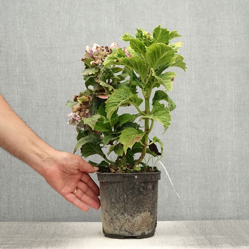 Hydrangea macrophylla So Long Starlit Sky 3L/4L pot sample as delivered in summer