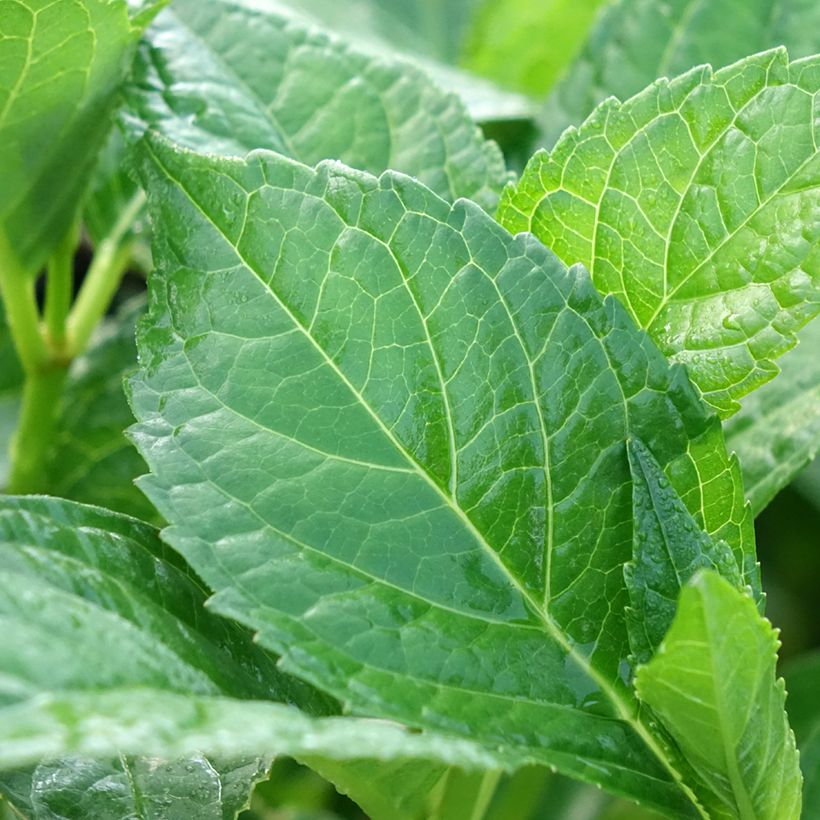 Hydrangea macrophylla Soeur Thérèse (Foliage)