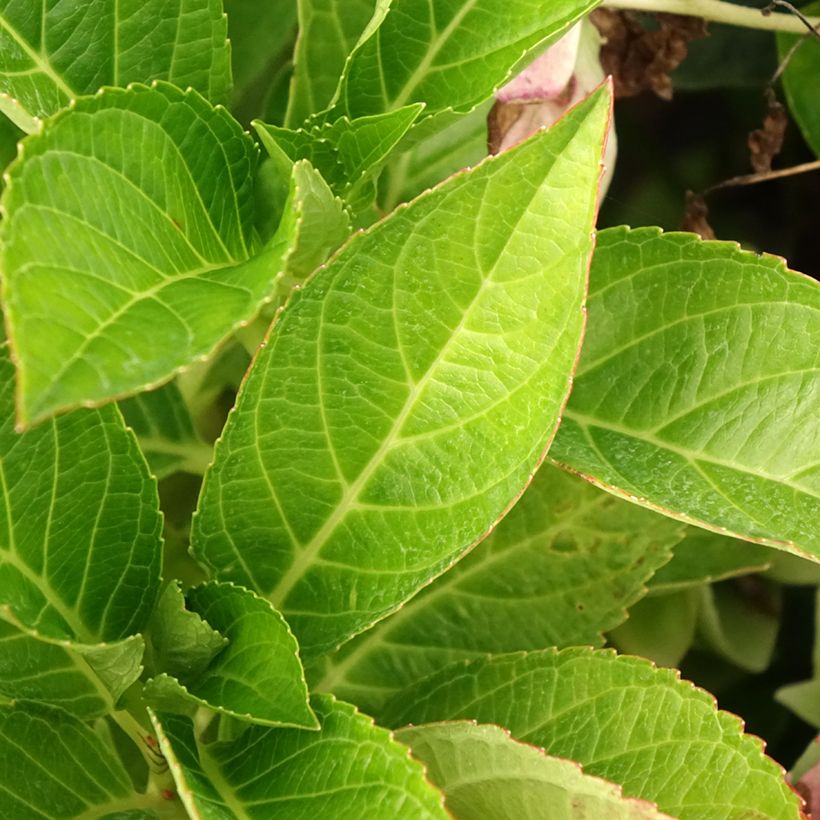 Hydrangea macrophylla Soft Pink Salsa (Foliage)