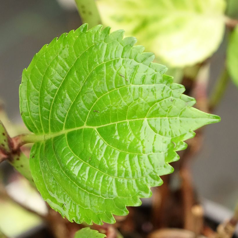 Hydrangea macrophylla Stellar Pink - Mophead Hydrangea (Foliage)