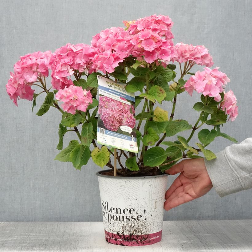 Hortensia - Hydrangea macrophylla Stellar Rose - Pot de 4L/5L sample as delivered in summer