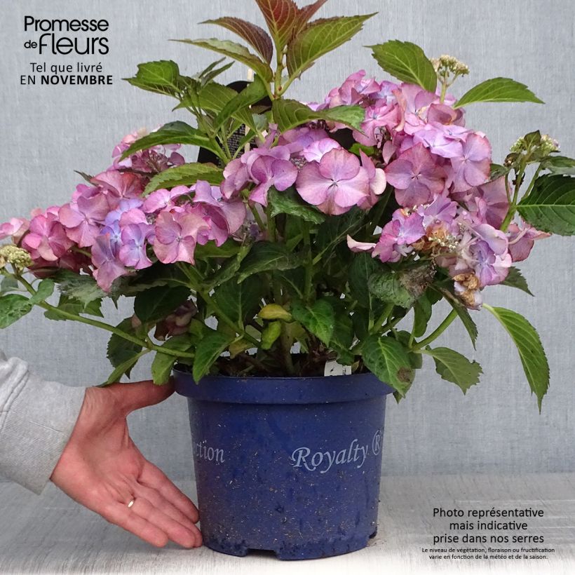 Hydrangea macrophylla Tiffany 4L/5L pot sample as delivered in autumn