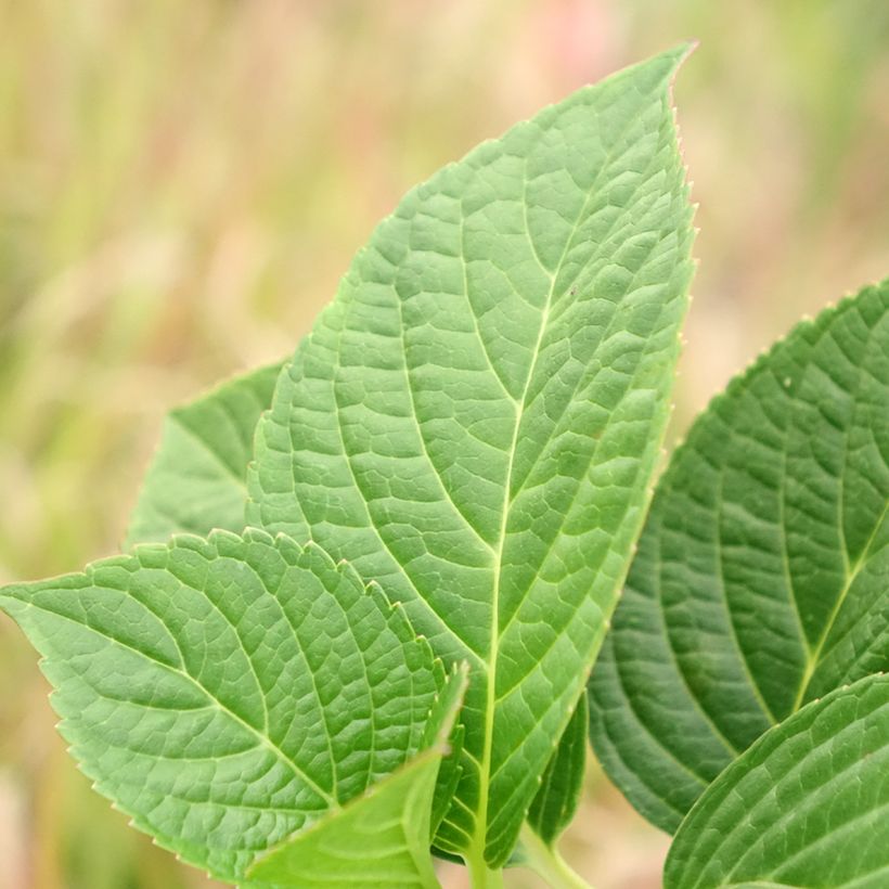 Hydrangea macrophylla Tinkerbell (Foliage)