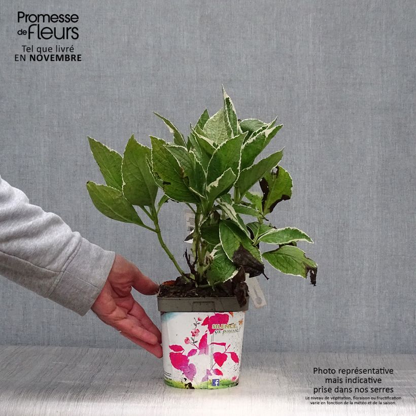 Hydrangea macrophylla Tricolor 2L/3L pot sample as delivered in autumn