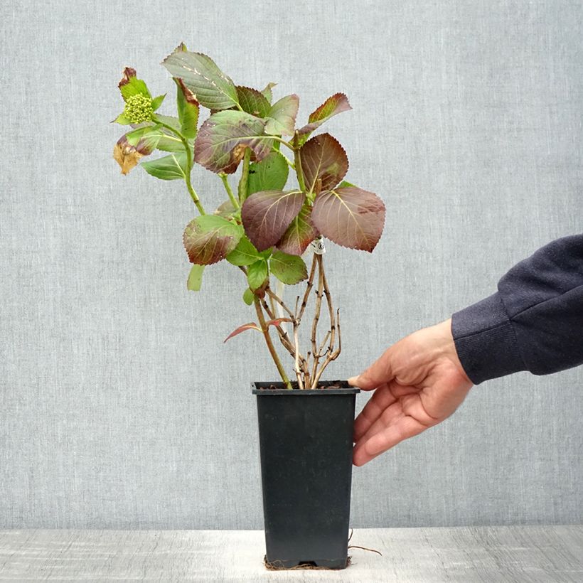 Hydrangea macrophylla Valvert sample as delivered in spring